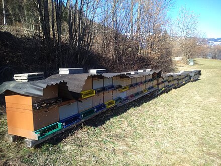 Bienenstand-Überwinterung in Leisach
