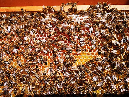 Frisch eingetragener Honig